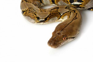 trade-snakes-macaques-sharks-out-control-cites-affirms_257